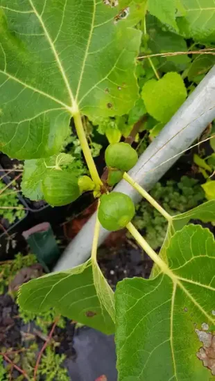 Figuier 'Atlas gold' (Ficus carica)