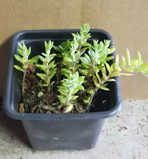 Orpin sarmenteux (Sedum sarmentosum) — jeune plant succulent en pot plastique carré · Godet