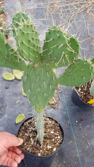 Oponce à aiguilles de feu (Opuntia phaecantha) — Pot 2.5L