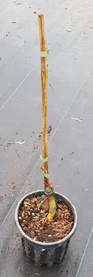 Févier d'amérique sans épines 'Spectrum' (Gleditsia triacanthos) — jeune arbre en pot sur sol de pépinière · Pot 2.5L Baliveau