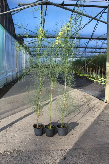 Mimosa des 4 saisons — Pot 3L
