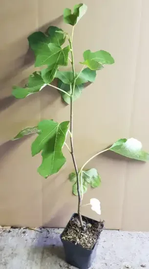 Figuier 'Terza' (Ficus carica) — Pot 1.5L
