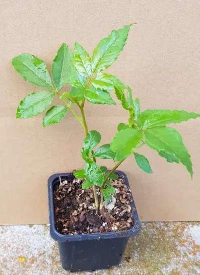 Poivrier du sichuan (Zanthoxylum piperitum) — jeune plant vert en pot plastique · Godet