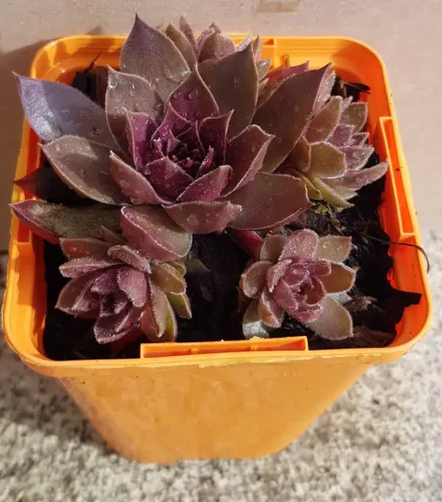Joubarbe à rosette couleur chocolat 'Chocolate kiss' (Sempervivum) — rosettes de succulente pourpre dans pot orange · Godet