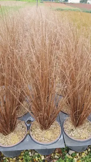 Laîche de buchanan 'Red rooster' (Carex buchananii) — touffes de graminées sèches en pot de culture · Pot 3L Touffe