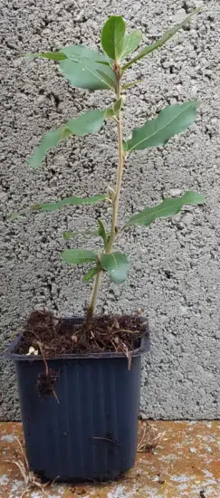 Goumi du japon à baies rouges (Eleagnus multiflora) — jeune plant feuillu en pot devant mur gris · Godet