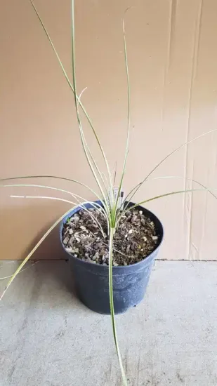 Dasylirion leiophyllum — jeune plant graphique aux longues feuilles fines · Pot 2.5L