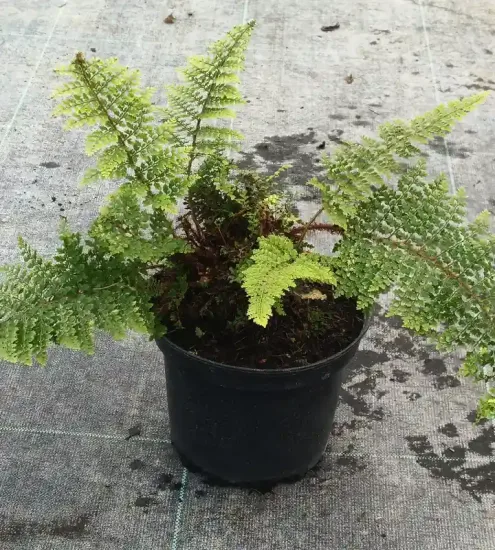 Aspidie à cils raides 'Plumosum densum' (Polystichum setiferum) — fougère en pot plastique sur sol de pépinière · Pot 2.5L Touffe