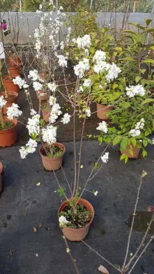 Arbre aux perles 'Magical springtime' (Exochorda racemosa) — jeune arbuste fleuri en pot de pépinière · Pot 3L