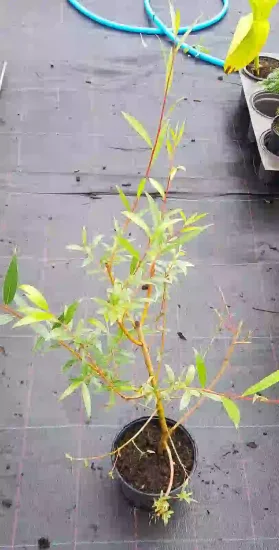Saule blanc 'Chermesina' (Salix alba) — jeune arbuste élancé en pot de pépinière · Pot 2.5L