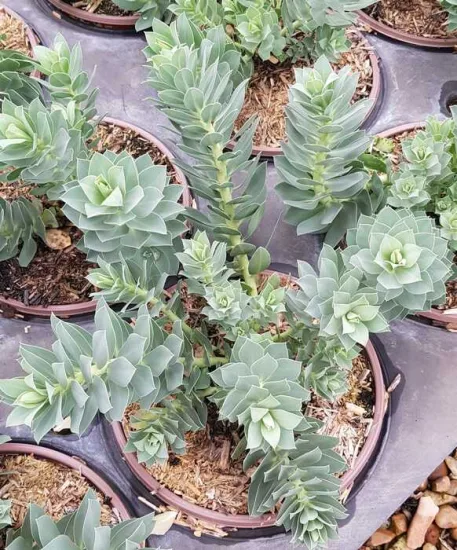 Euphorbe de corse (Euphorbia myrsinites) — jeune plante succulente en pot de pépinière · Pot 3L