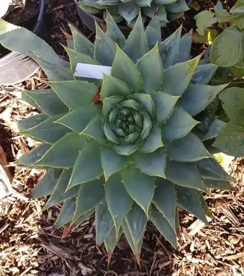 Aloès spirale du lesotho (Aloe polyphylla) — rosette succulente verte en pot de culture · Pot 8L