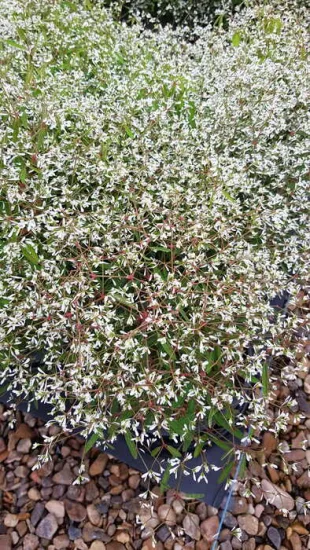Euphorbe 'Starblast white' (Euphorbia) — abondance de petites fleurs blanches étoilées · Pot 3L