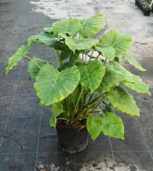 Oreille d’Éléphant (Alocasia macrorrhizos) — grand plant à larges feuilles nervurées vertes · Pot 8L