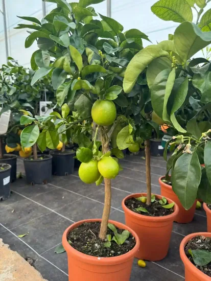 Pamplemousse 'star rubi' — Pot 5L Tige