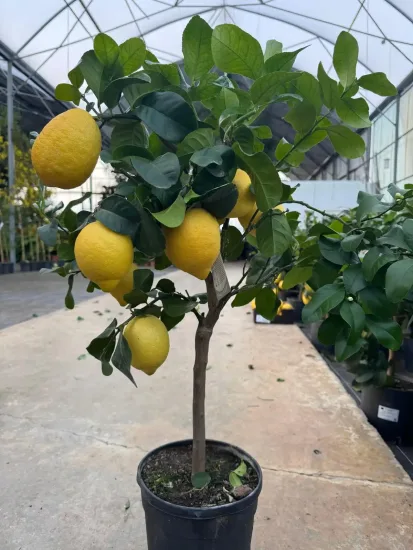 Citronnier 'Carrubaro' — Pot 5L Tige