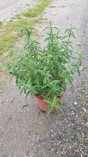 Ciste pourpre (Cistus purpureus) — jeune arbuste vert en pot plastique · Pot 3L