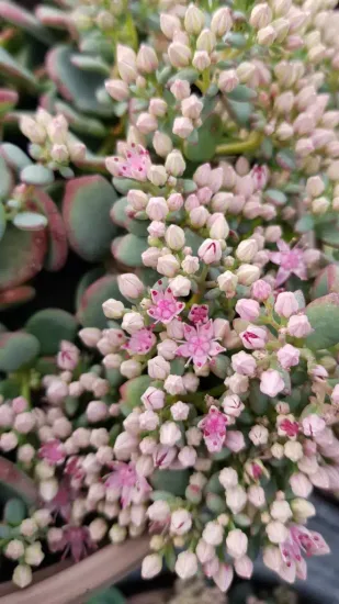 Sédum de siebold 'Bright pink' (Sedum sieboldii) — photo 3