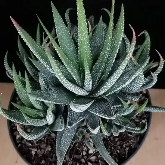 Succulente 'Concolor' (Haworthia fasciata) — rosette de feuilles épaisses vertes tachetées blanches · Pot 1.5L