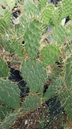 Figuier de barbarie 'Storytelling 2' (Opuntia phaecantha) — Pot 2.5L