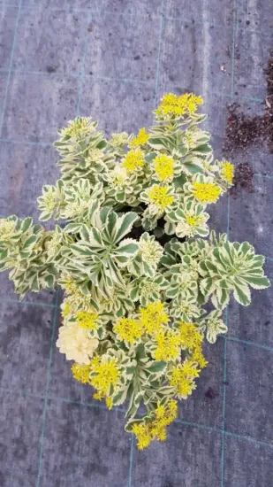 Orpin panaché à fleur jaune 'Atlantis®' (Sedum takesimense) — Pot 3L