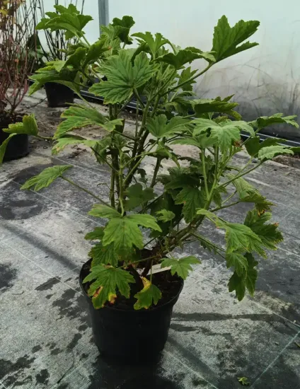 Géranium au parfum de citron (Pelargonium scabrum) — Pot 3L