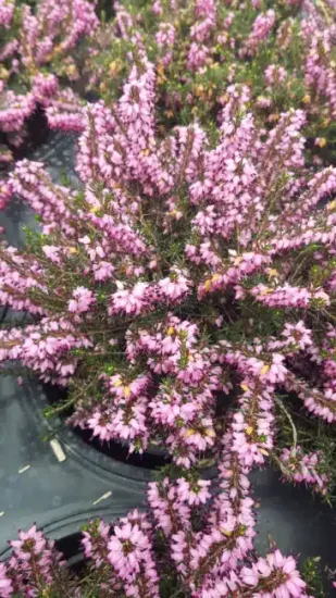 Bruyère 'Jw porter rose' (Erica darleyensis) — touffe dense de clochettes roses en floraison · Pot 3L Touffe