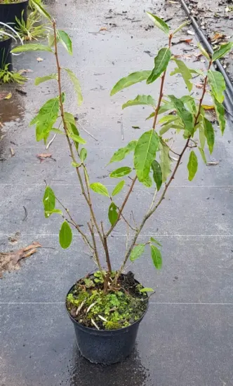 Goumi du japon à baies rouges (Eleagnus multiflora) — jeune arbuste caduc en pot plastique noir · Pot 2.5L
