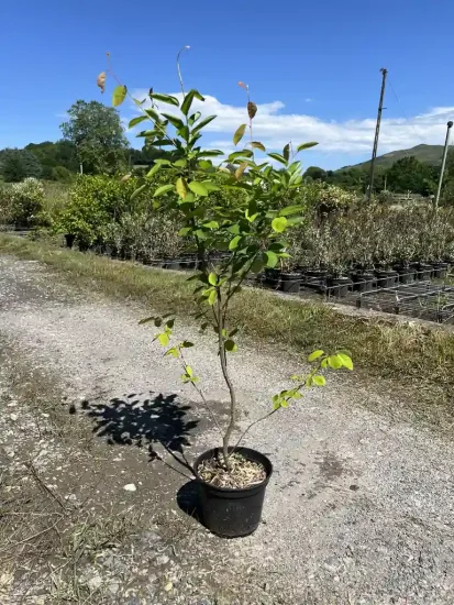 Amelanchier a feuilles d'aulne 'Prince william' — Pot 10L