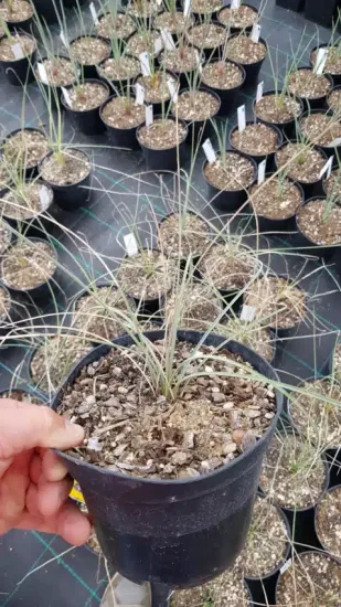 Dasylire 'Sp zacatecas' (Dasylirion cedrosanum) — jeune plant graphique dans pot de pépinière · Pot 2.5L