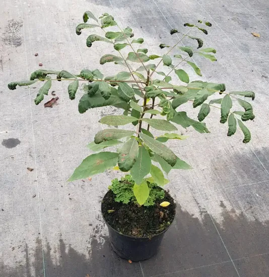Pacanier à noix de pécan (Carya illinoinensis) — jeune arbre caduc en pot de pépinière · Pot 3L Baliveau