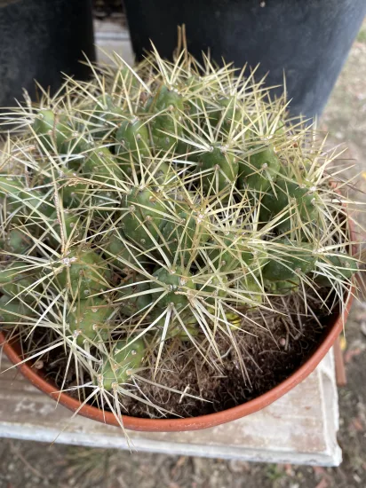 Tephrocactus  platyacanthus — Pot 5L