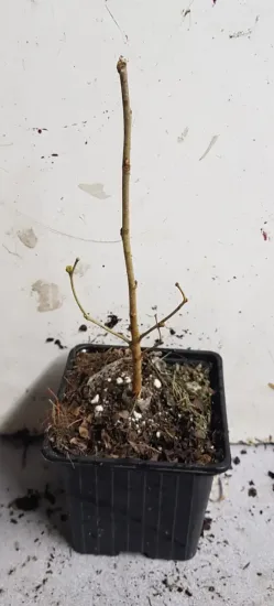 Mûrier blanc 'Milanówek' (Morus alba) — jeune plant ligneux nu dans pot noir · Godet