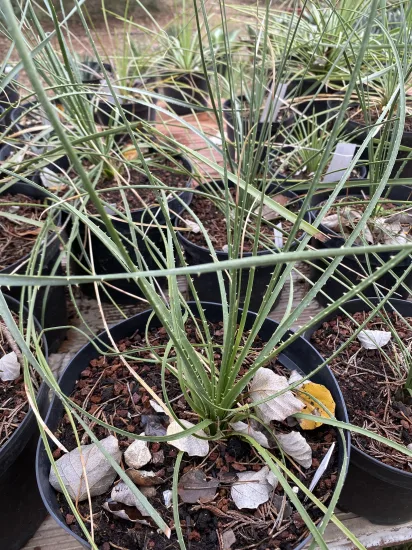 Dasylirion  miquihuanensis — Pot 4L