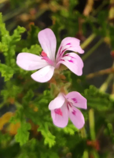 Géranium à feuille de chêne (Pelargonium quercifolium)