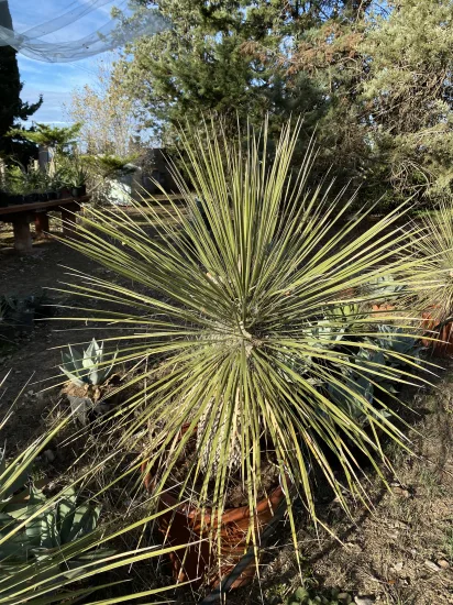 Yucca arbre à savon — Pot 45L
