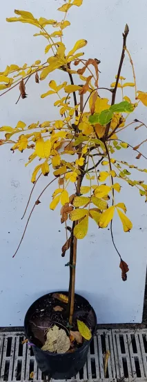 Pacanier blanc (Carya tomentosa) — rameaux dressés au feuillage jaune automnal · Pot 3L Baliveau