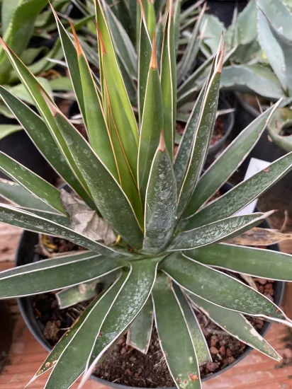 Agave ocahui — Pot 5L