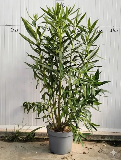 Laurier rose 'Tito Poggi' — Pot 15L