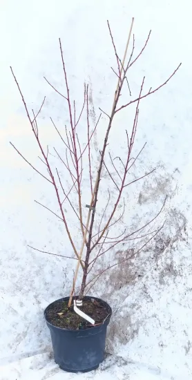 Pêcher franc 'Missour' (Prunus persica) — jeune arbuste aux tiges fines sans feuilles · Pot 8L Touffe