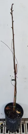 Noyer blanc d'amérique (Carya ovata) — jeune tige ligneuse tuteurée avec liens plastiques · Pot 3L Baliveau