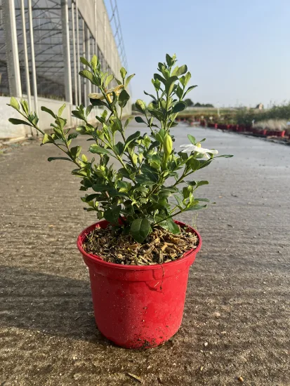 Tiaré 'Double mint' — Pot 4L