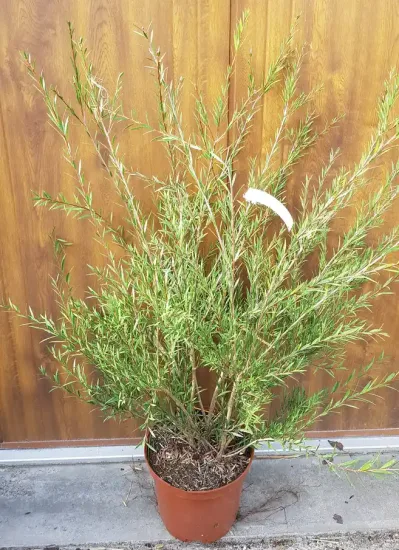 Rince bouteille 'Woodlander's hardy' (Callistemon rigidus) — arbuste élancé en pot devant paroi bois · Pot 8L Touffe