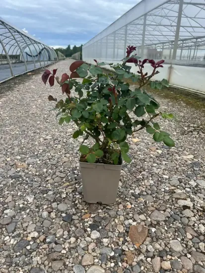 Rosier 'Eddy mitchell ' — Pot 5L