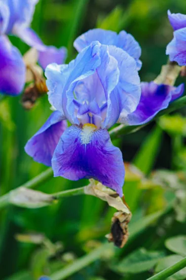 Iris nain 'Katty petts bleu'