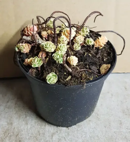 Orpin panaché à fleur jaune 'Atlantis®' (Sedum takesimense) — Pot 1.5L