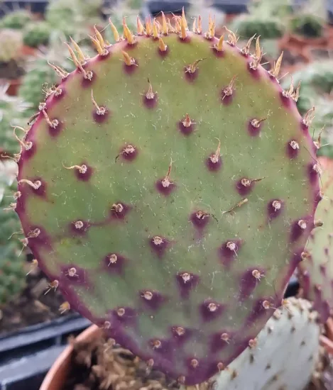 Oponce violette 'Santa rita' (Opuntia violacea) — photo 3