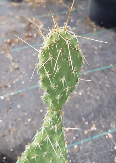 Figuier de barbarie 'Crystal tide' (Opuntia polyacantha)