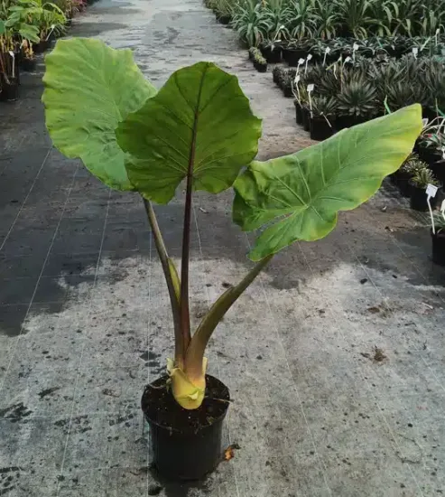 Oreille d'elephant géante 'Borneo giant pink stem' (Alocasia macrorrhiza) — grand plant à larges feuilles vertes en pot · Pot 8L