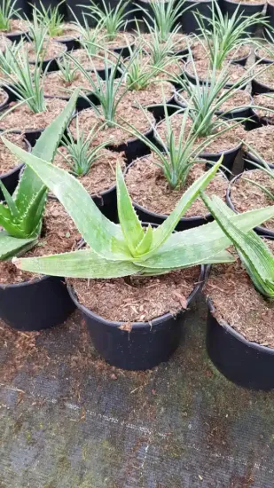 Aloès maculé 'Robusta' (Aloe maculata) — plusieurs jeunes plants succulents en pots noirs · Pot 2.5L